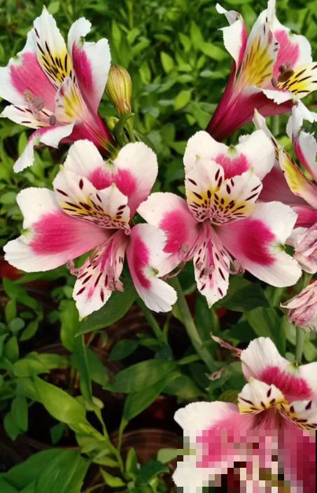 六出花典雅又大方，在家养护，只需要做好这几点！