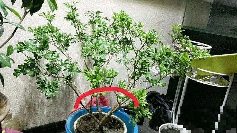 3月是给花剃头的好时机,现在狠心剪,下月就开花 3月是给花剃头的好时机,现在狠心剪,下月就开花