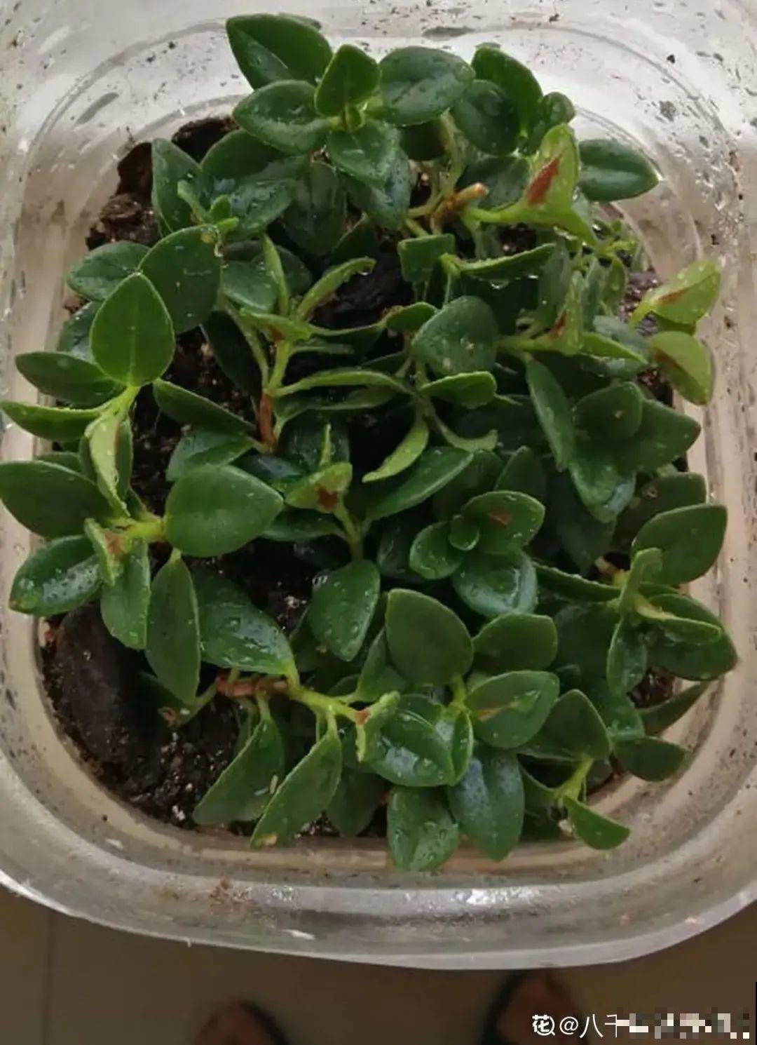 现在扦插超好活，剪根枝，捂3天，冒出狗牙根！