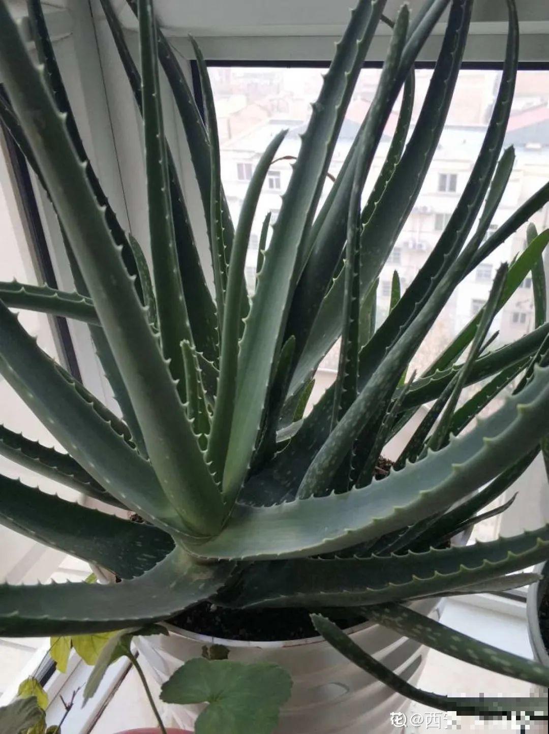 24种花,净化空气最厉害,绿萝竟然倒数! 24种花,净化空气最厉害,绿萝竟然倒数!