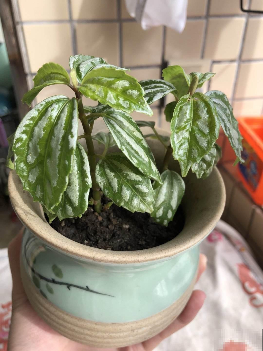 小众的花叶冷水花，做好这4点，养护没难度！