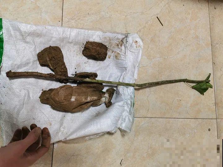 10年的绣球大老桩，九块钱也别买，难开花还浪费感情