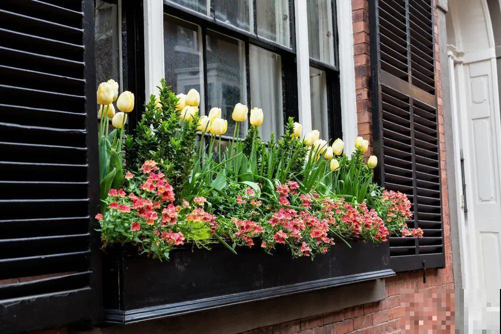 我想有一个,开满花的窗台,每天赏花! 我想有一个,开满花的窗台,每天赏花!