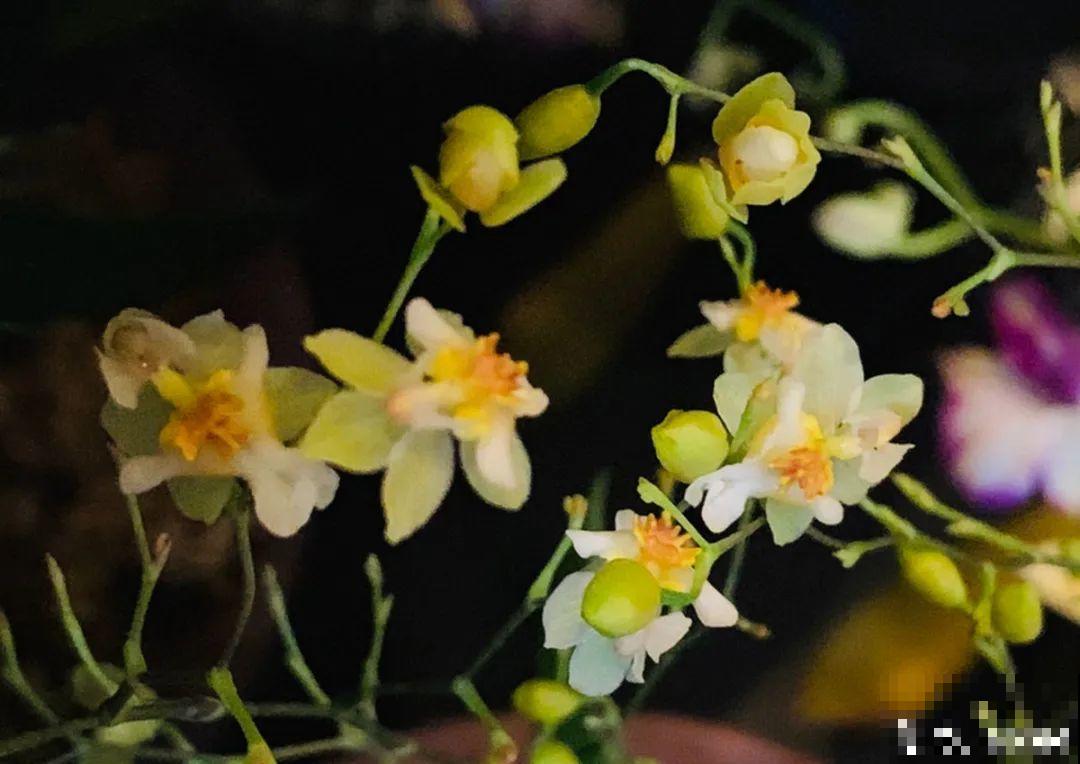 “短命”年宵花，买一盆枯一盆，太心疼