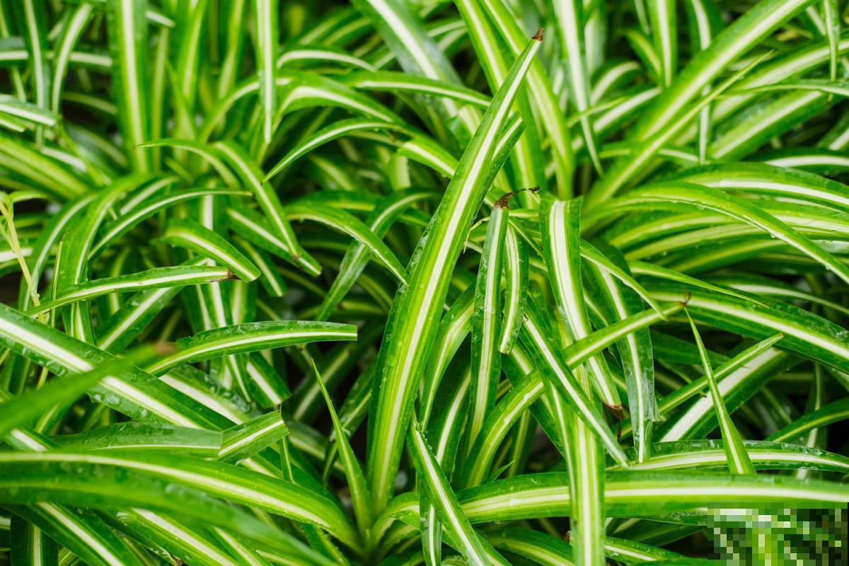 枯死也别扔!这5种花扔进水盆里,还能轻松“重生”! 枯死也别扔!这5种花扔进水盆里,还能轻松“重生”!