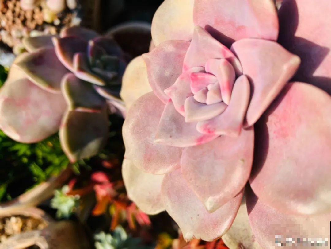 小阳台也能养多肉，一尺一寸，都是繁华！