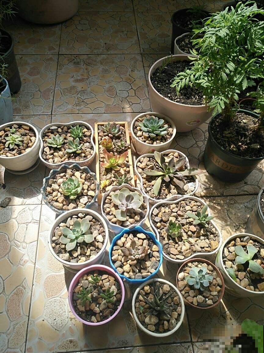 花盆底部垫点小东西，不漏土不闷根，植物长得特壮