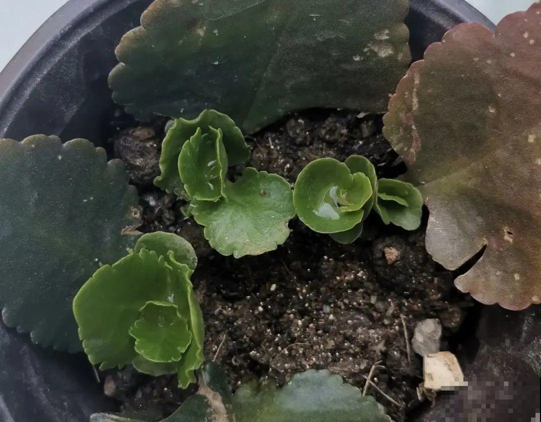 长寿花超全大养护，养爆盆的秘密，全在这里！