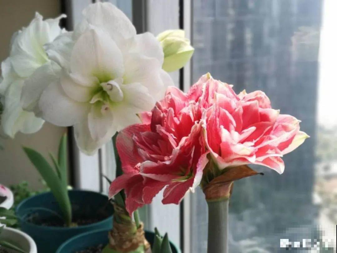 比绿萝好看的8种花，养护起来特简单，颜色还鲜艳