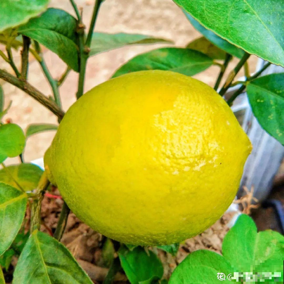 6种花净化空气效果好，放卧室特养人，睡得还香