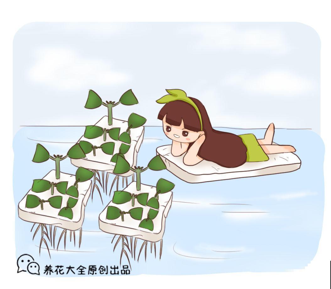 泡沫板别再扔了!拿来养花,轻松成为养花高手! 泡沫板别再扔了!拿来养花,轻松成为养花高手!