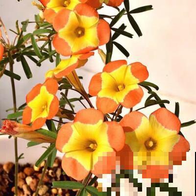 冬季必备酢浆草，颜值高好养护，轻松开成一片“花海”！