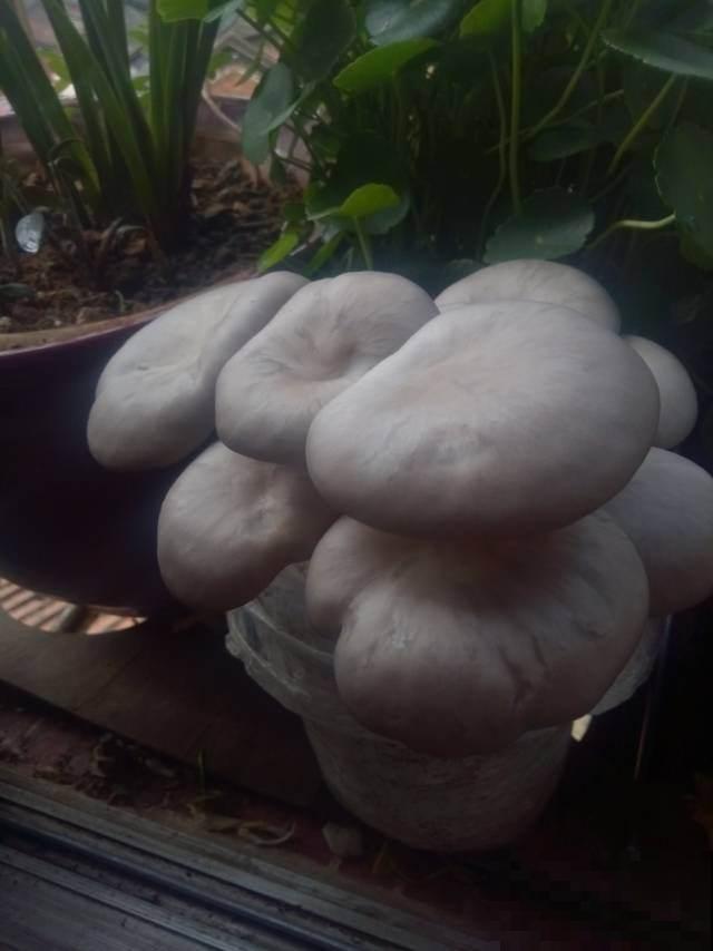 在家种两种菜，现在种过年正好能吃，栽种难度不大还省钱