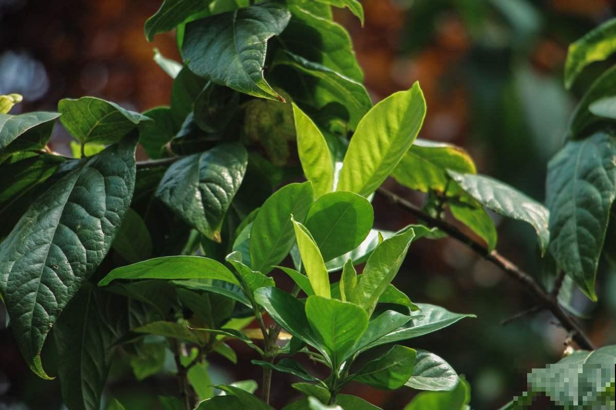 3种方法,碱性土轻松变酸性,植物越长越旺盛! 3种方法,碱性土轻松变酸性,植物越长越旺盛!