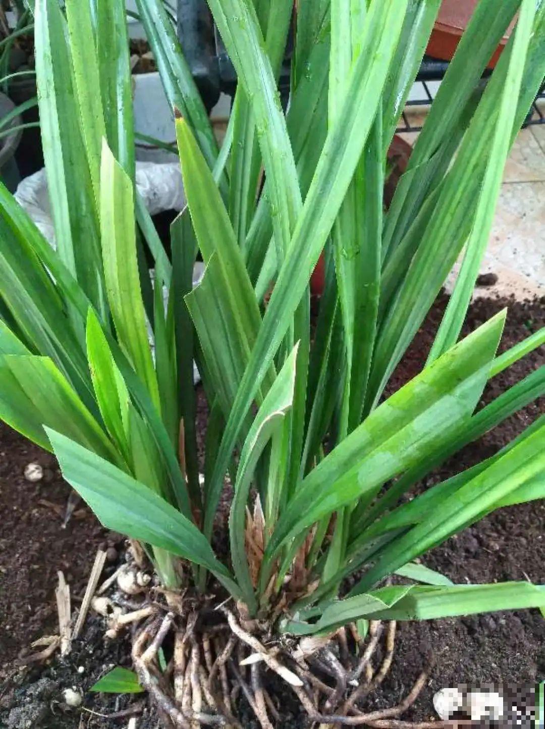 春天给花分株，1盆变成多盆，很快爆盆