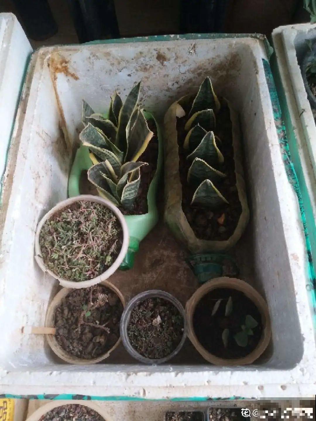 冬天太冷，花要及时保暖，才能安全越冬