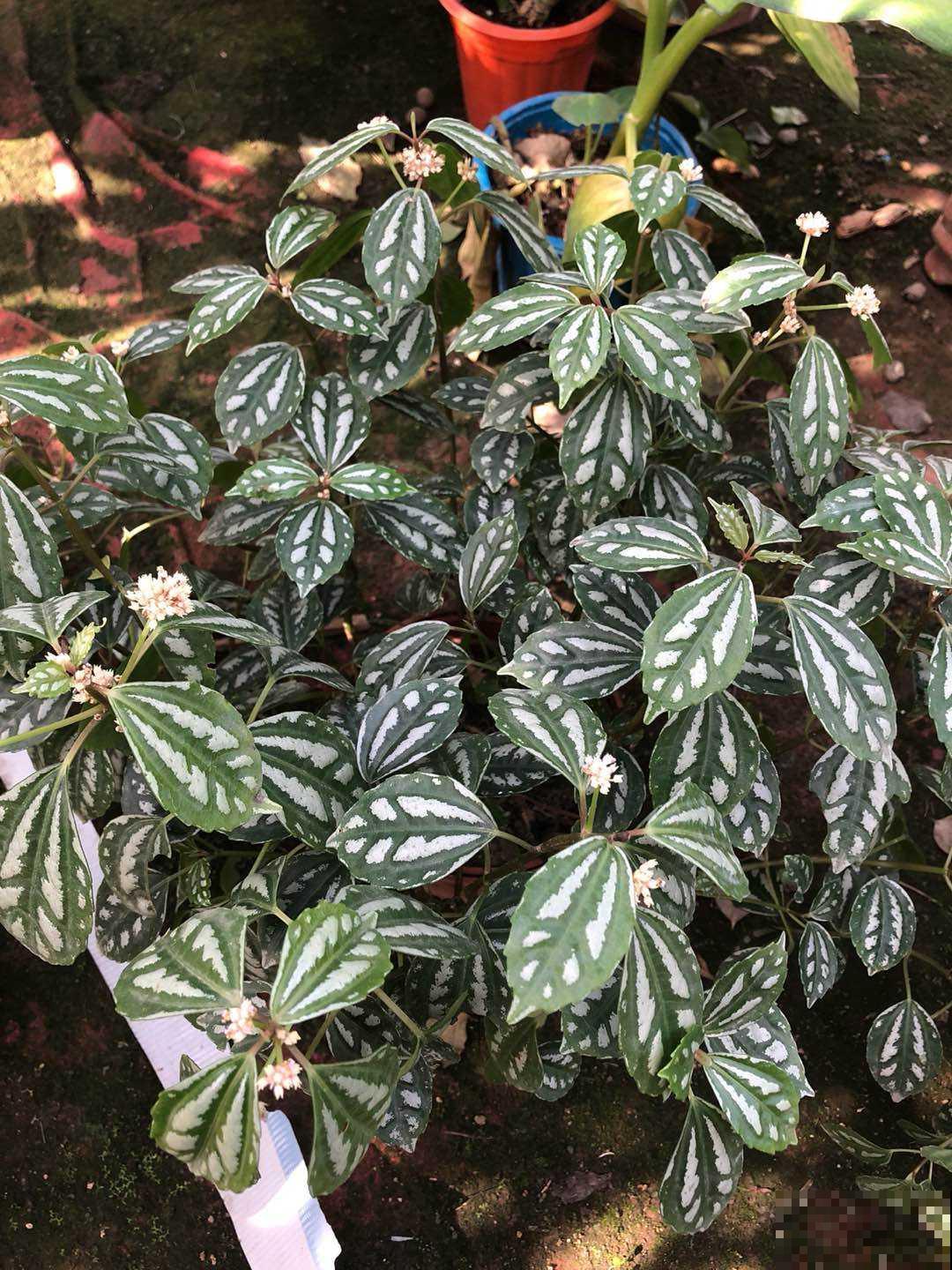 小众的花叶冷水花，做好这4点，养护没难度！