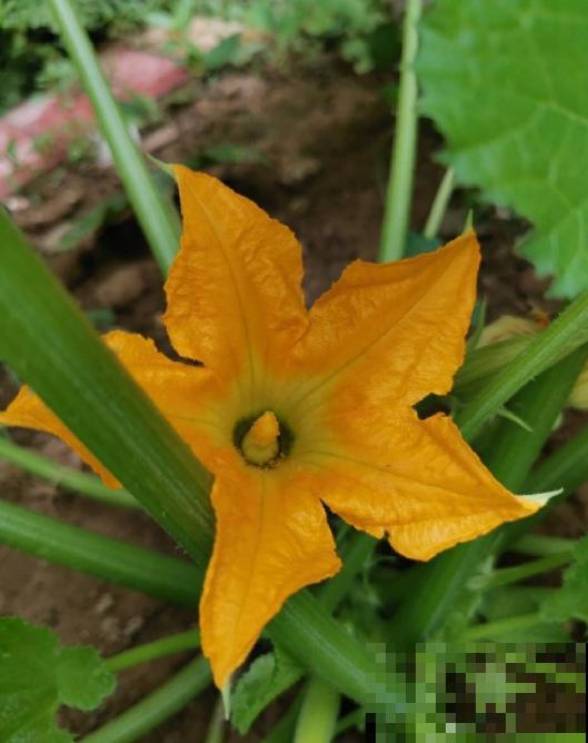 在家种茭瓜，为啥开得都是谎花？看看这5点！