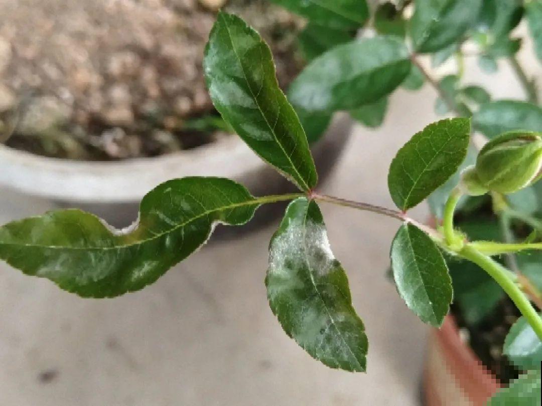 花出现7种情况，必须换盆，否则花活不过春天