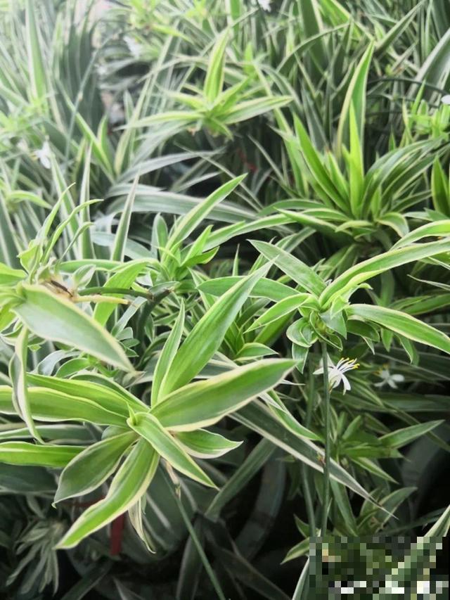 家里养这10种花,冻伤了要赶紧救,晚了就救不回来了 家里养这10种花,冻伤了要赶紧救,晚了就救不回来了