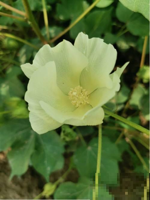 7个植物冷知识，知道的人太少，看完真长知识！