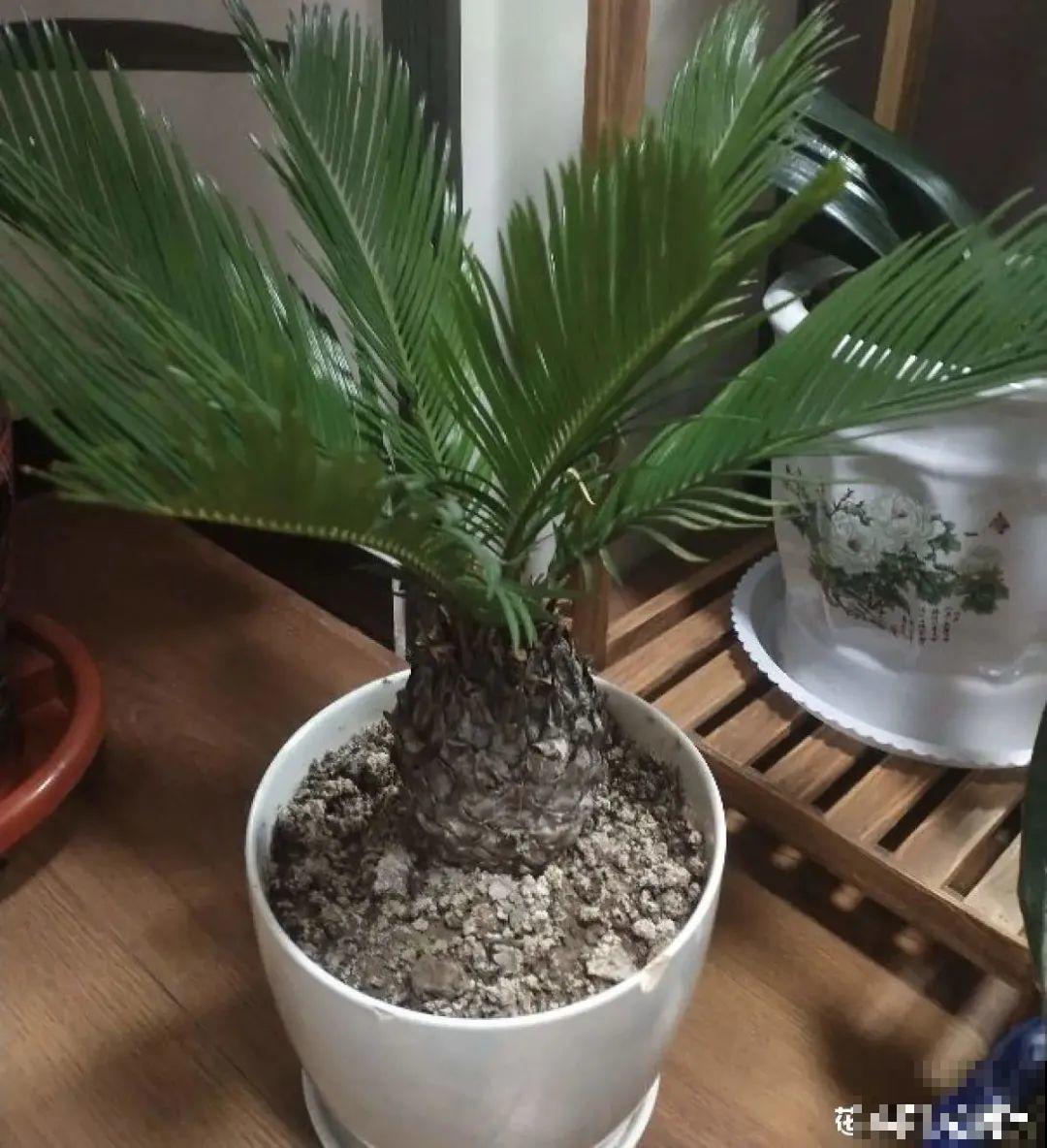 超级耐旱花，整个冬天不浇水，还能胖一圈！