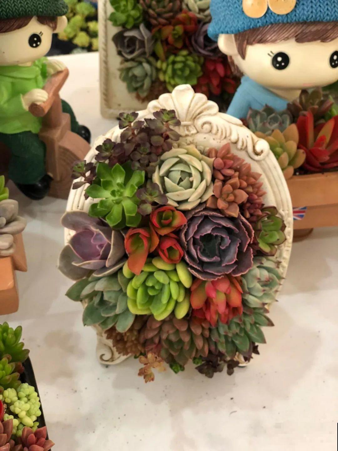 多肉塞进一个盆里，像是艺术品，颜值高了好几个档次！