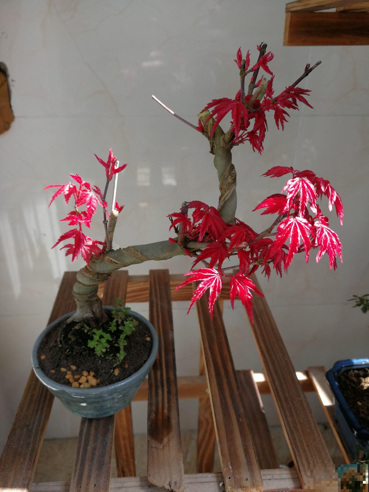 3套新手养花组合，简单好养开花颜值高，超适合新手花友