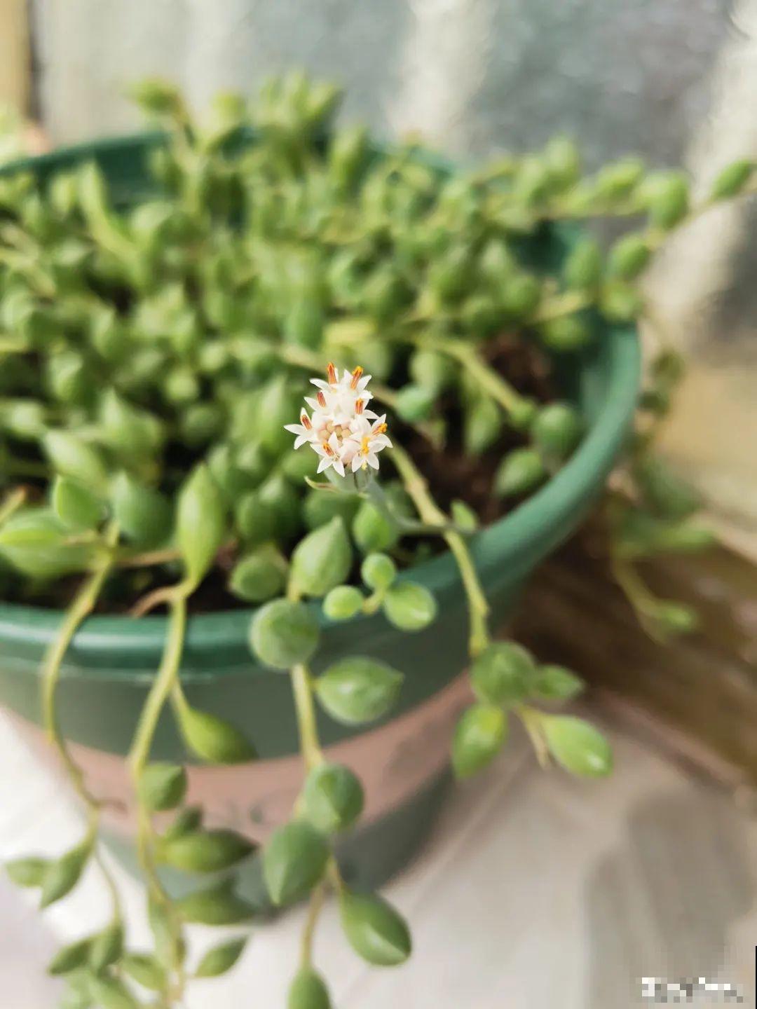 谁说多肉长得慢？养这3种，2个月长成瀑布