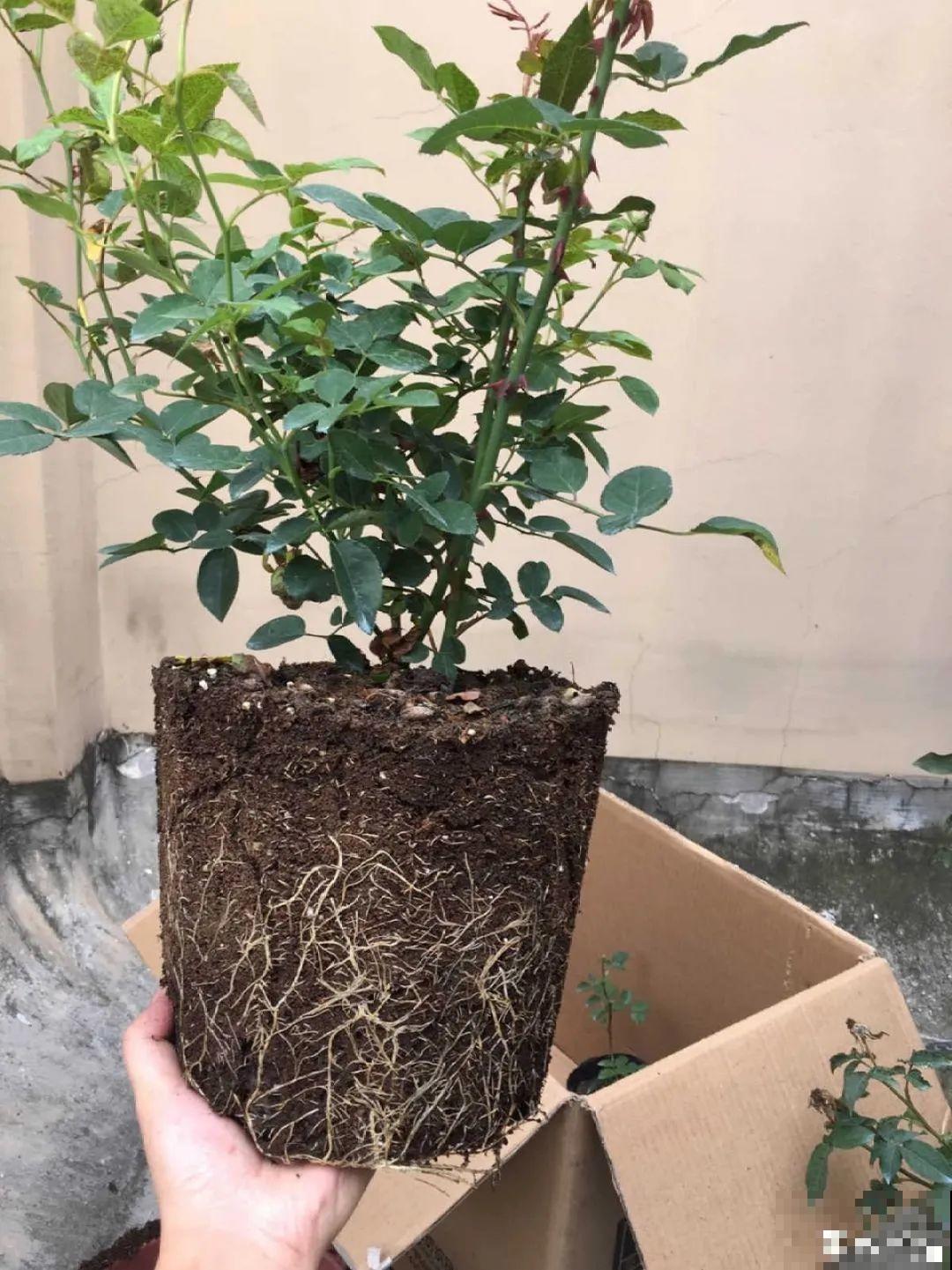 花出现7种情况，必须换盆，否则花活不过春天