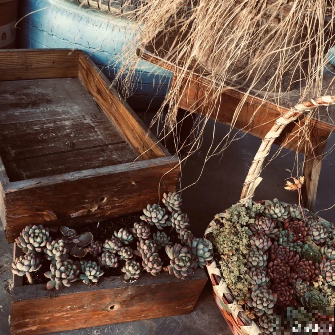 路边别人丢的大花盆，看着眼馋，好想捡回家