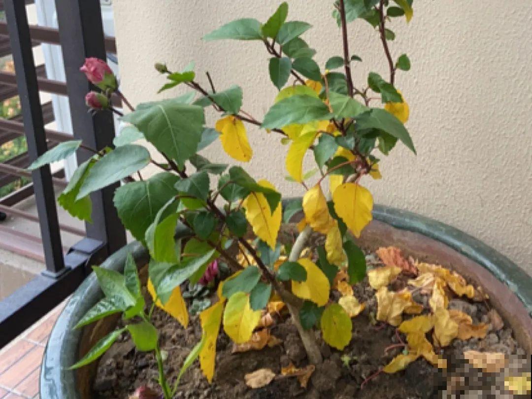 6种花慎养，再好的盆和土，现在也养不活