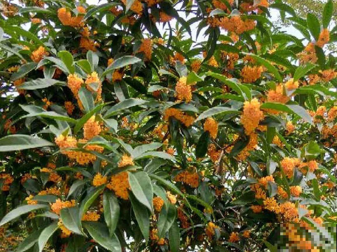 2020年的网红花，养过一半就是大神，你养过几种？