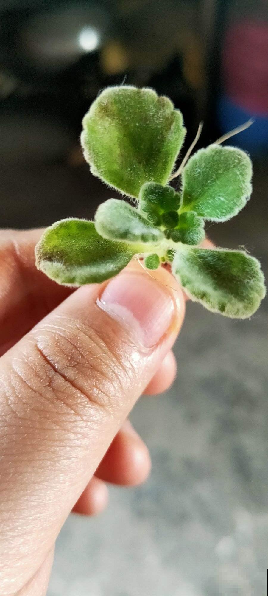 家里碰碰香没味道？那是这4点没做好，不然香飘满屋！