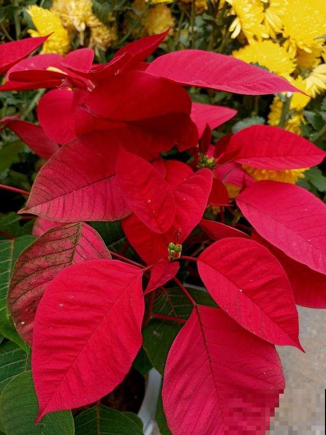 这4种花经常被误认为是假花，养护方法很简单，好几个月不凋谢！