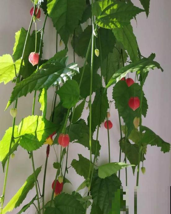 家里养盆蔓性风铃花，掌握4点养护技巧，全年花开不间断！