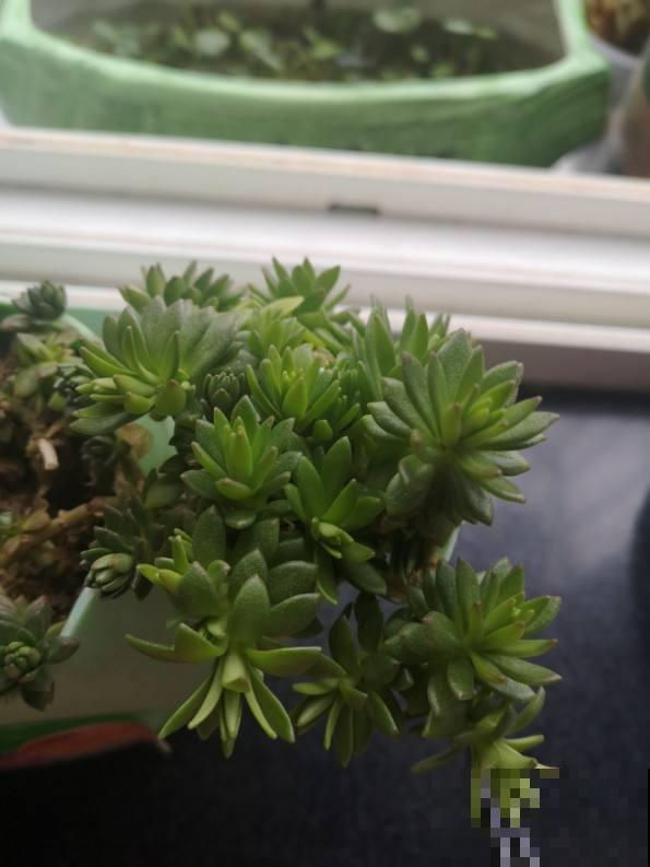 垂盆草生命力顽强，做好这4点，轻松长爆盆！