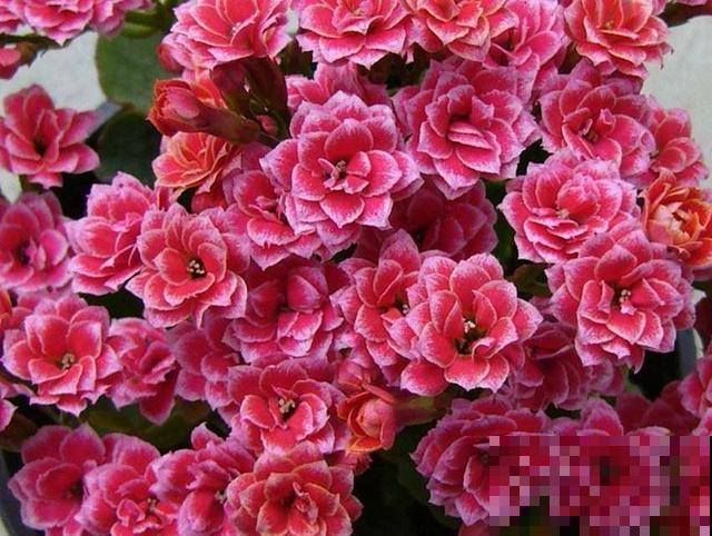 这6种长寿花,颜值高好养护,养一种真的不够! 这6种长寿花,颜值高好养护,养一种真的不够!