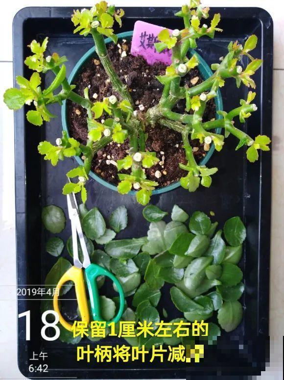 2月养花下狠手，剃光头、撸光叶，越狠越开花！