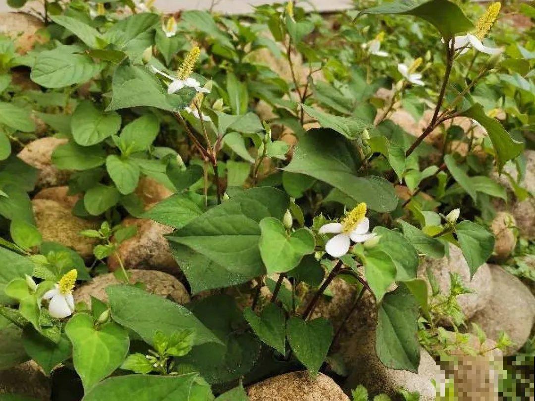 8种草是下火草药，农村最多，城市少见