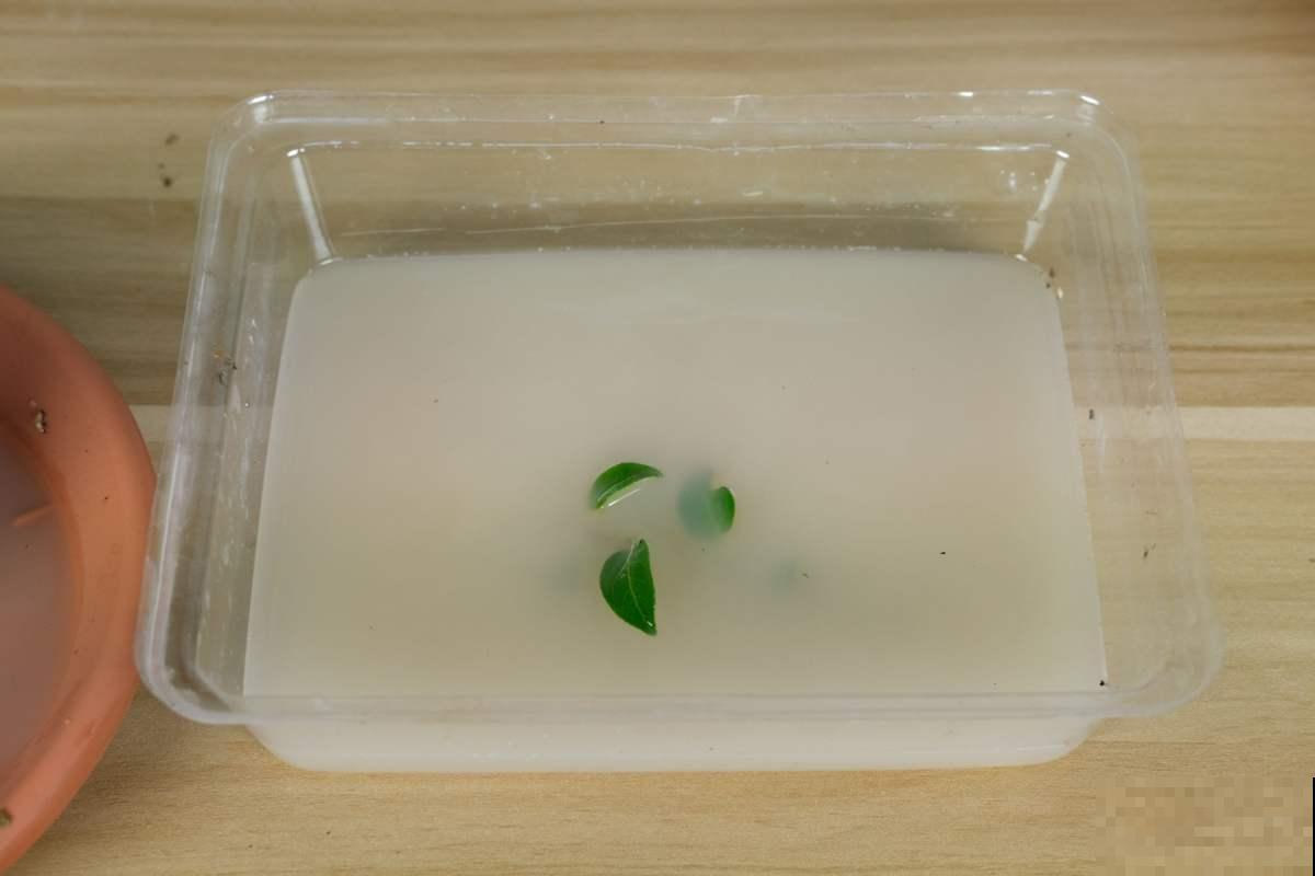 不会用多菌灵？难怪植物经常生病，教你多菌灵的4种用法！