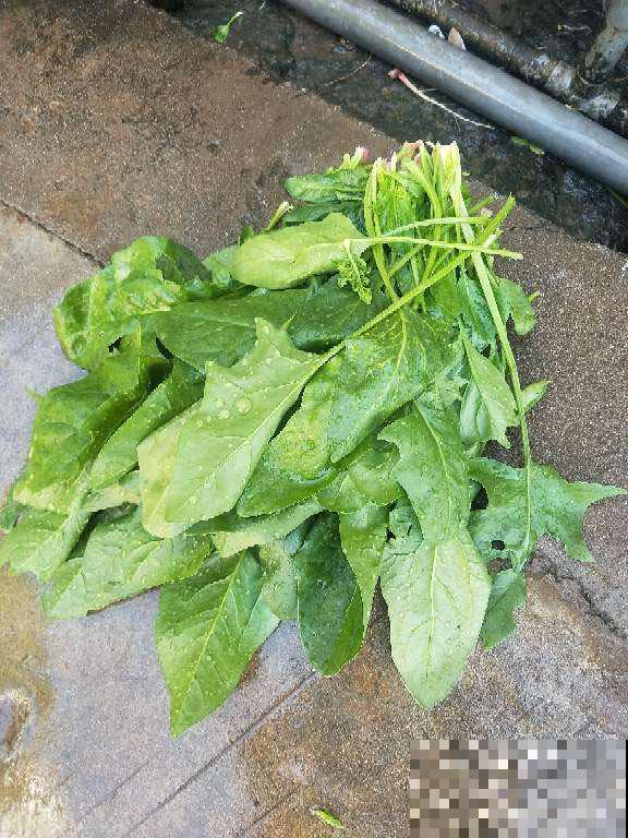 4种蔬菜润肠通便，常吃改善便秘，比吃药健康