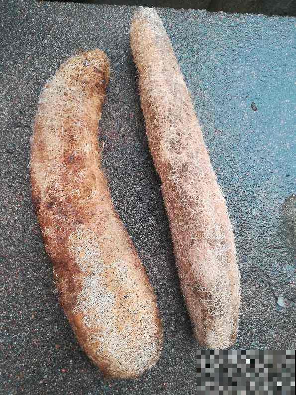 农村丝瓜越老越“值钱”，别只用来洗碗，还有好多用途