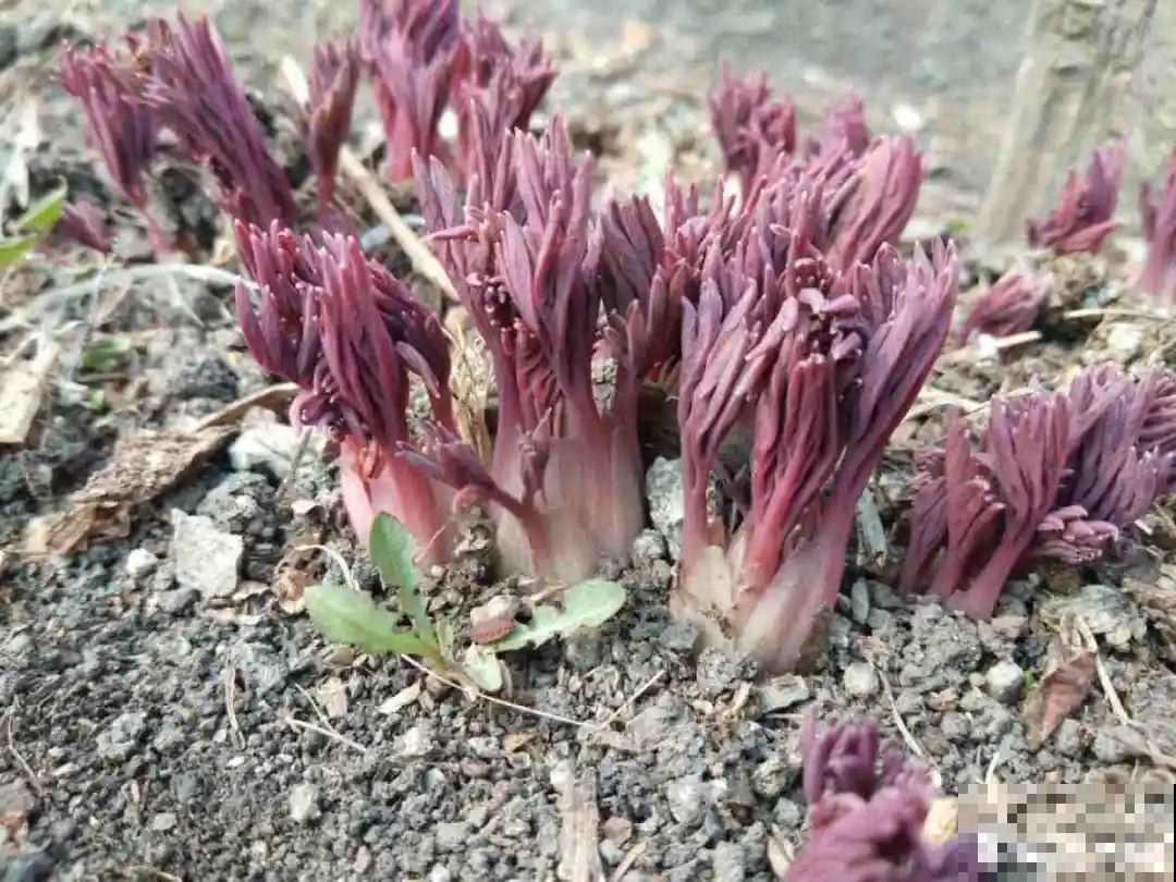 春天花要苏醒了，快施肥，新芽狂窜不断