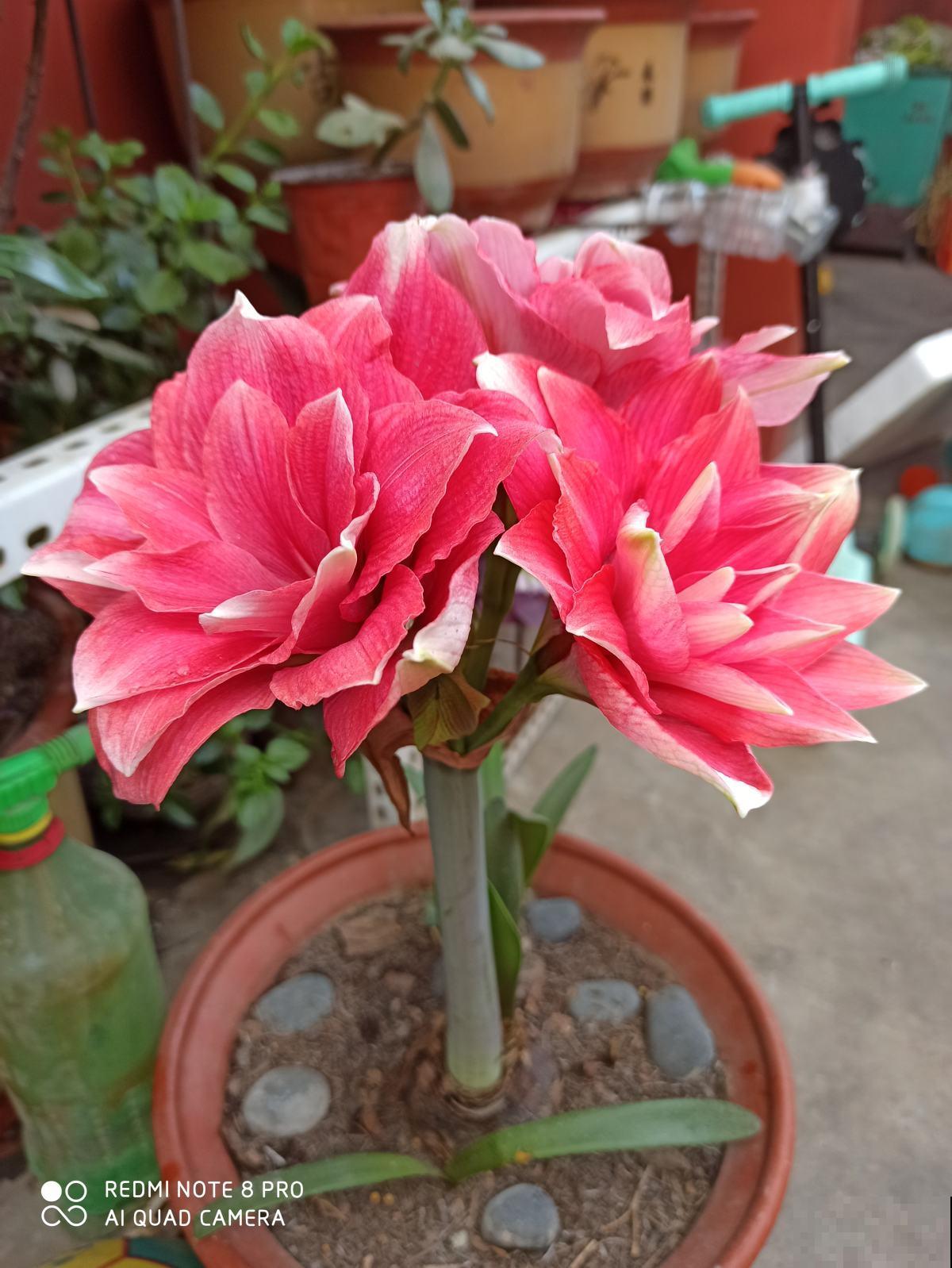 一个“洋葱球”埋土里，呼呼开出美艳花，一朵比脸还大