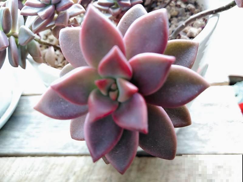 容易养成老桩的多肉，新手也能养成，2年茎秆木质化