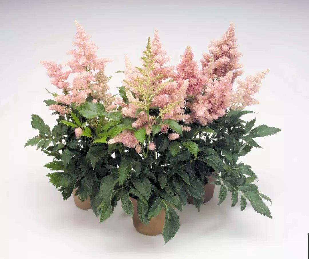 好看好养的络新妇，耐寒又耐阴，开花的时候超级美！