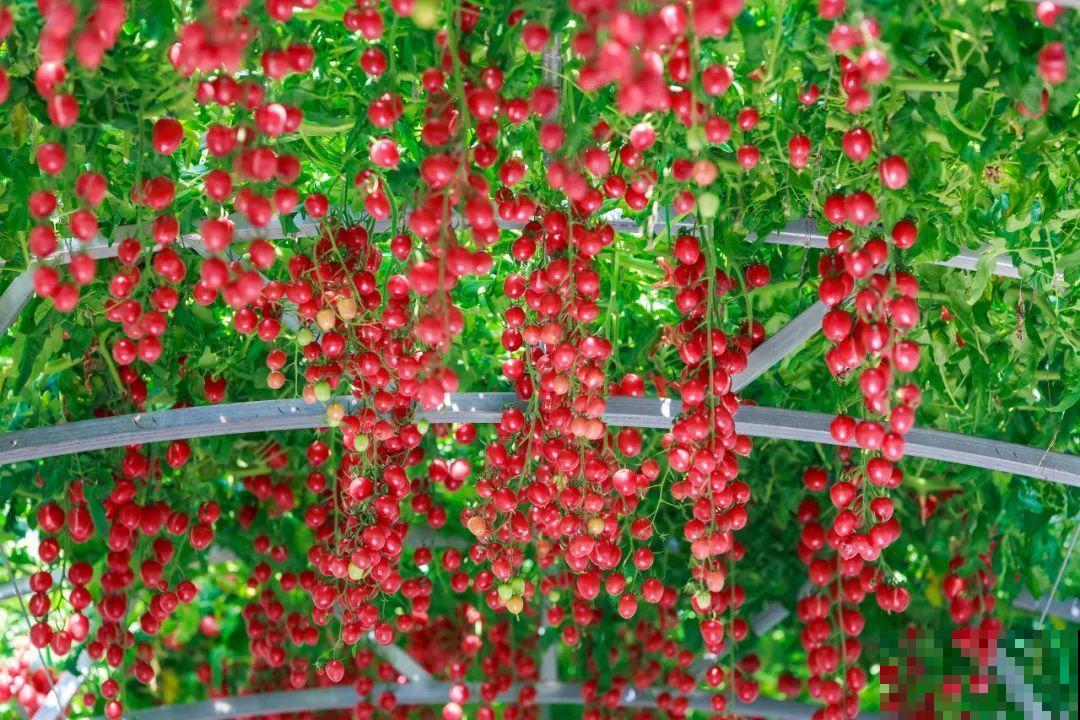 南瓜个头大的出奇，卖了2万8，比养猪还赚钱