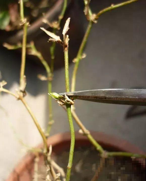 3月是给花剃头的好时机,现在狠心剪,下月就开花 3月是给花剃头的好时机,现在狠心剪,下月就开花
