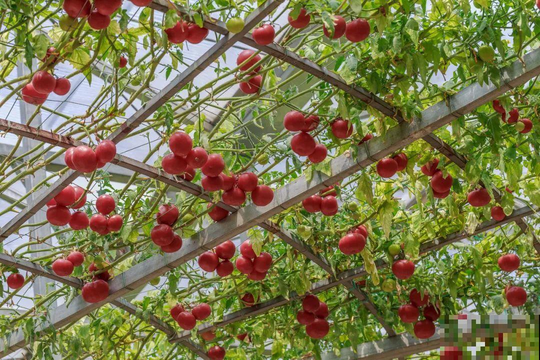 南瓜个头大的出奇，卖了2万8，比养猪还赚钱